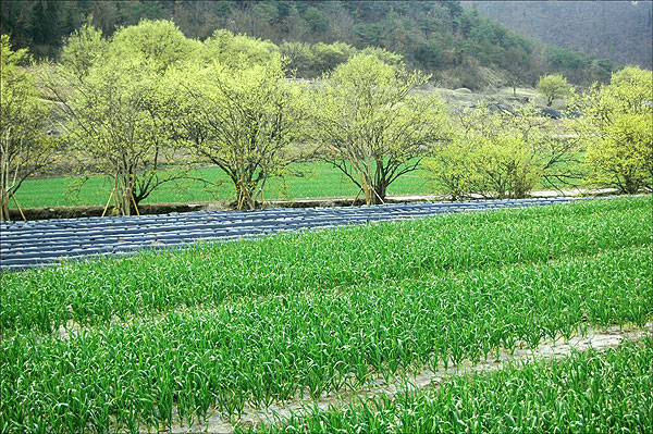산수유나무아래 크고 작은 초록은 모두 마늘밭이다. 마늘은 7월 한 여름에 잎겨드랑이에서 속이 빈 꽃줄기가 나와 그 끝에 연 자주 빛 꽃이 핀다. "마늘 꽃 보기는 힘들지. 꽃 피기 전에 꽃대를 꺾어야해. 통통한 마늘을 얻으려면 꽃대를 꺾어야 해"