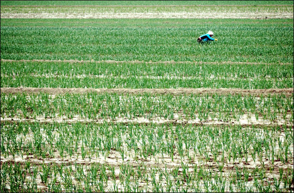 유명한 의성마늘. 의성을 달리면 눈에 보이는 곳 마다 푸른 마늘밭이다.