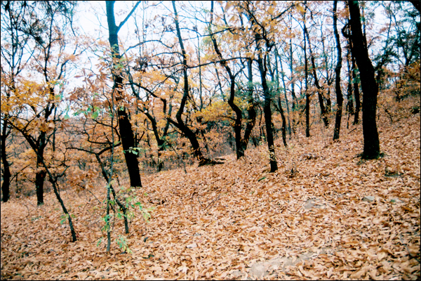 초록빛 나뭇잎... 맥없이 땅바닥에 뒹굴다 / 사진. 김진국