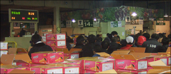 경매가 시작 된 경매장의 모습. 전광판이 딸린 전동차 위에서 경매를 진행 중인 경매사와 경매사를 바라보고 있는 중도매인들 / 사진. 평화뉴스 박광일 기자