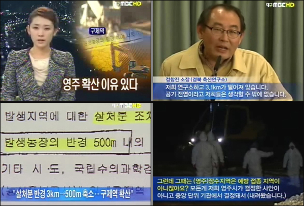 대구MBC '뉴스데스크'(2011년 1월 12일) / 살 처분 반경을 500m로 축소했기 때문에 구제역이 확산됐고, 이 같은 살처분 범위 축소는 '중앙 단위의 결정'이라고 보도했다.