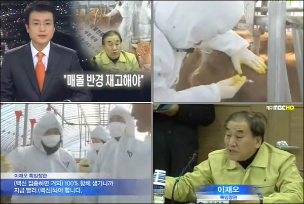 대구MBC '뉴스데스크'(2011년 1월 15일) / 이재오 특임장관의 영양군 방문을 다룬 보도...기자는 "한우 농가를 찾은 이재오 특임장관, 능숙한 솜씨로 소를 다루며 백신주사를 놓습니다"라며 이 장관의 활동을 전했다.