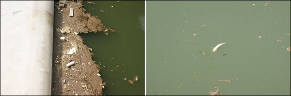 낙동강 강정고령보 담수 현장(2011.10.18). 갇힌 물이 썩어가고 죽은 물고기가 나뒹굴고 있었다 / 사진. 정수근