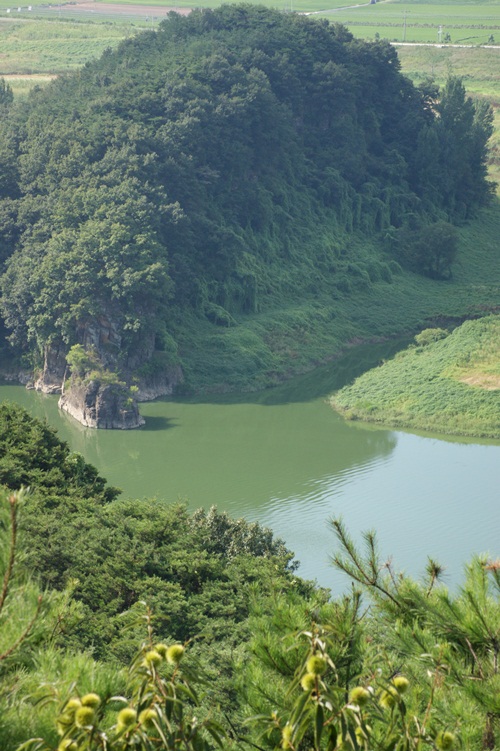 달성군 구지면 도동서원 앞 낙동강은 완전 녹색이다. 주변 산과 구분이 모호하다