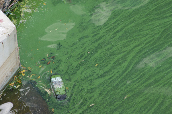 낙동강 고령교 하류 100여미터 지점의 녹조현상 / 사진 제공. 대구환경운동연합