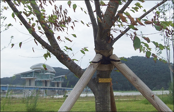 4대강 구미보 생태공원에 죽어있는 느티나무(2012.8.22) / 사진. 평화뉴스 김영화 기자