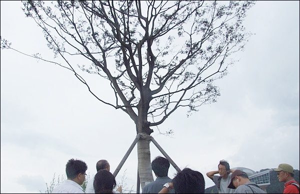 생태공원에 있는 수령이 오래된 느티나무가 지주에 기대 그대로 말라 죽었다(2012.8.22) / 사진. 평화뉴스 김영화 기자