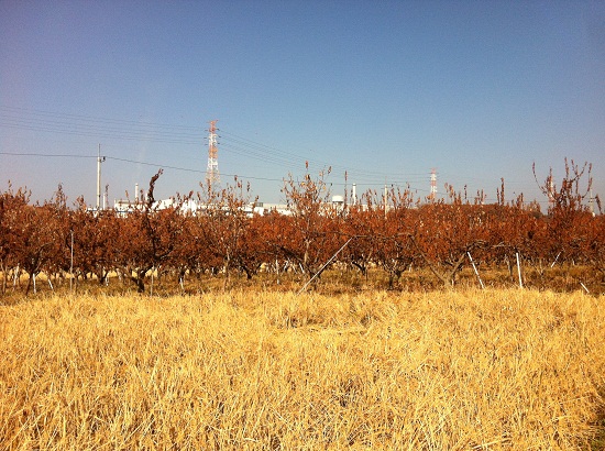 불산에 노출돼 붉게 변한 배나무 / 조수경 기자 jsk@
