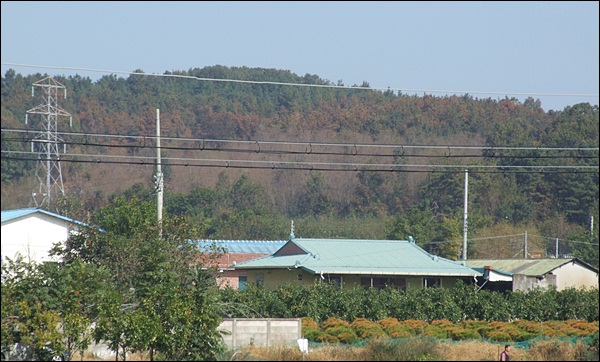 봉산리 산에 있는 소나무 숲이 붉게 변했다(2012.10.7) / 사진. 평화뉴스 김영화 기자