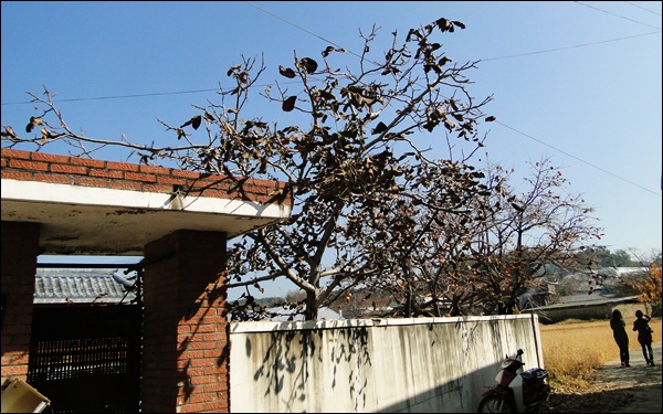 봉산리 한 농가에 있는 감나무가 불산가스에 노출돼 고사했다(2012.10.7) / 사진. 평화뉴스 김영화 기자
