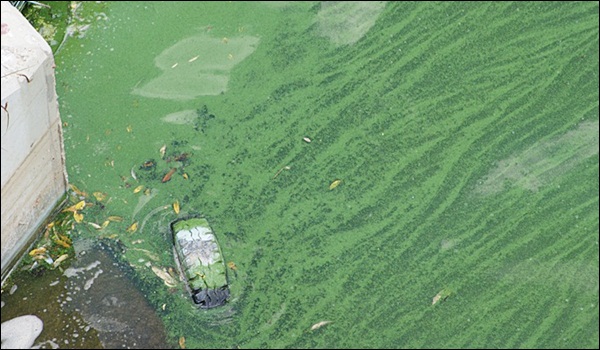 녹조가 퍼진 낙동강 고령교 하류 100여 미터 지점 / 사진 제공.대구환경운동연합