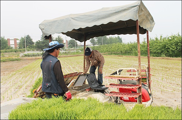이앙기에 모판을 옮기는 농민들(2013.6.7.경산시 계양동) / 사진.평화뉴스 김영화 기자