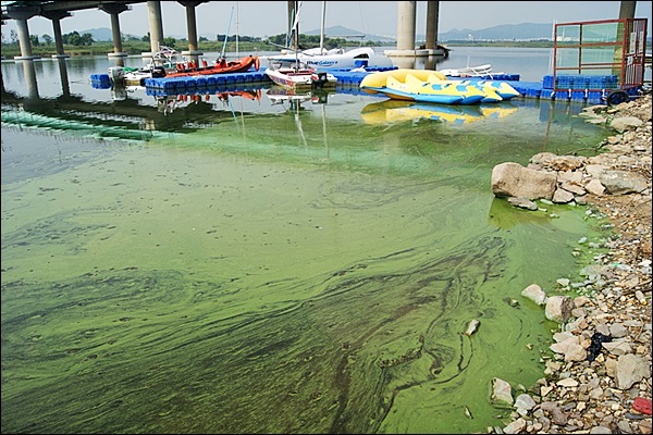 9일 달성보 주변 사문진교...녹조로 덮힌 강물 위에 수상레포츠 기구가 놓여 있다 / 사진. 대구환경운동연합
