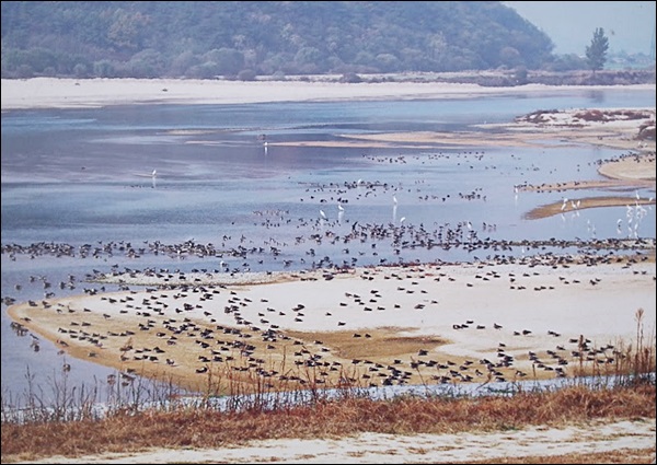 '4대강 사업' 공사 전인 2009년 해평습지 모래톱 위에 도래한 철새들 / 사진.대구환경운동연합