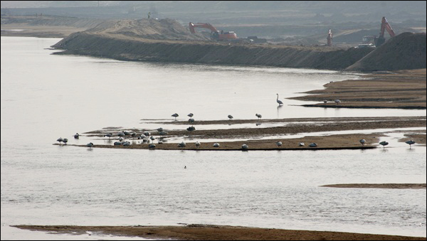 '4대강 사업' 공사가 진행 중인 2011년 해평습지 모래톱 위의 철새들 / 사진.대구환경운동연합