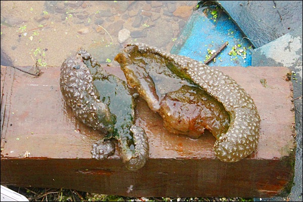 낙동강에서 발견된 큰빗이끼벌레 두 덩어리(2014.7.7.사문진교) / 사진.평화뉴스 김영화 기자