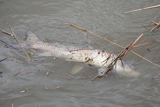 4-5급수에도서 살아가는 잉어와 붕어들마저 죽어나고 있는 낙동강. 물고기들도 살 수 없는 낙동강에 인간들도 살 수 없다. ⓒ 정수근