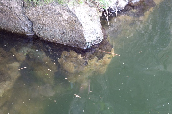 바윗틈을 모조리 장악한 큰빗이끼벌레. 이런 곳은 원래 물고기들이 좋아하는 서식처다. 물고기들이 살 수가 없는 환경인 것이다. ⓒ 정수근