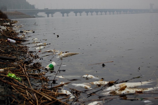 2012년 가을 낙동강서 일어난 물고기떼죽음 사태. 수십만에 이르는 물고기가 낙동강서 떼죽음했다. ⓒ 정수근
