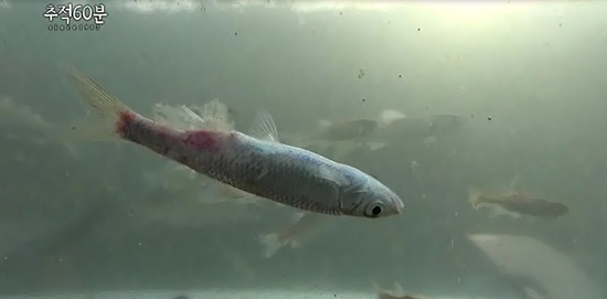 낙동강서 잡은 물고기의 상당 부분은 사진처럼 흰점병, 바이러스와 같은 새로운 질병에 시달리고 있다. 고인물은 썩는다는 것을 증명해준다. ⓒ 추적60분 화면 갈무리