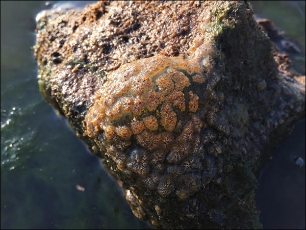 1일 달성보 상류 낙동강 사문진교 인근에서 발견된 큰빗이끼벌레 / 사진.대구환경운동연합