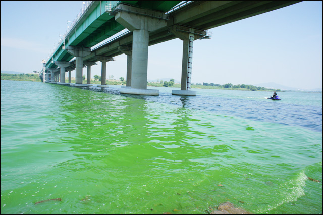 녹조로 인해 '초록색 강'이 된 사문진교 일대의 낙동강 (2015.8.1) / 사진. 평화뉴스 박성하 인턴기자