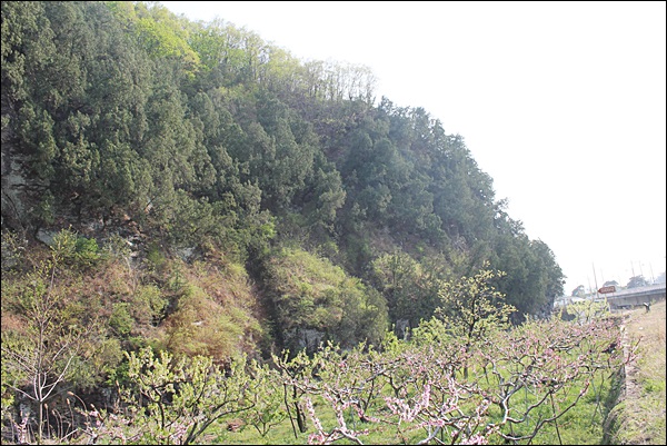7백여그루의 측백나무가 빽빽히 들어선 숲(2014.4.14) / 사진.평화뉴스 김영화 기자
