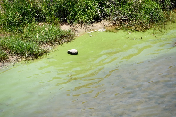 우곡교 아래 낙동강 강변에 녹조가 진하게 폈다. 5월 17일 첫 녹조띠가 관찰된 이후 계속해서 녹조가 발생하고 있다.ⓒ정수근