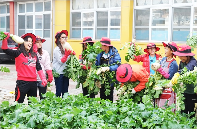 대구 달성군 유가초등학교 학생들의 무 수확날(2015.11.27) / 사진 출처.유가초 홈페이지