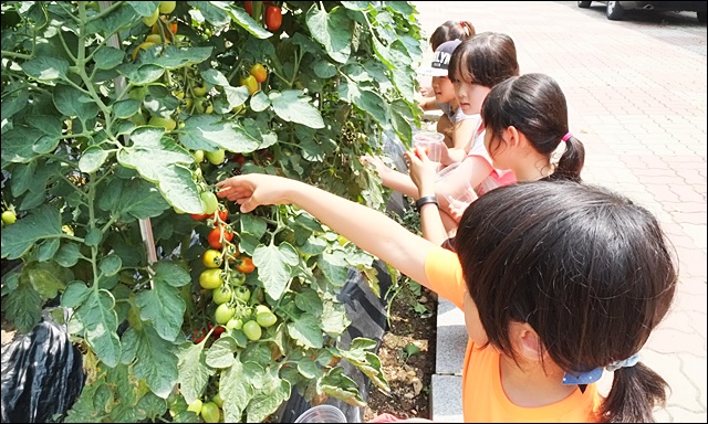 운동장에서 방울토마토를 수확하는 유가초 학생들(2015.7) / 사진 출처.유가초 홈페이지