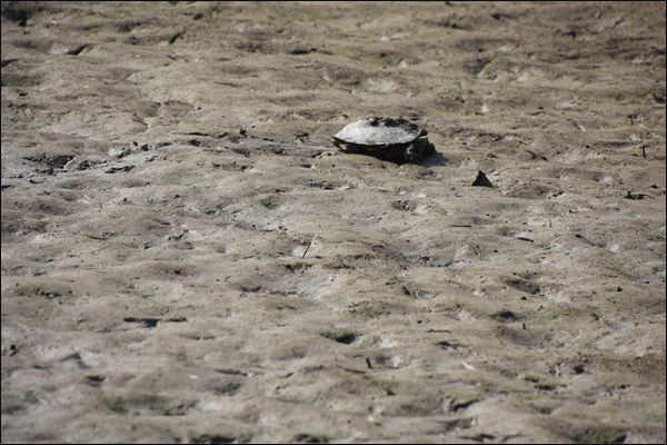 'MB 갯벌'에서 사투를 벌이고 있는 자라 한 마리.ⓒ 정수근