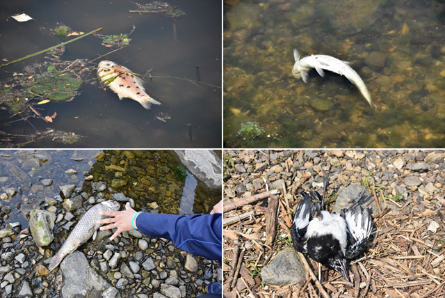 물고기들이 죽어나는 낙동강, 수시로 물고기가 죽어나는 강은 결코 정상이 아니다. 이런 강물을 우리가 마시고 있다 ⓒ 대구환경연합 정수근