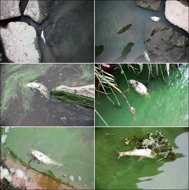 강 가장자리로 죽은 물고기가 길게 늘어서 있다. ⓒ 정수근