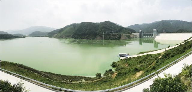 온통 초록이다. 녹조라떼 배양소가 된 영주댐. 이 물로 낙동강의 수질을 개선하겠다고? ⓒ 대구환경운동연합 정수근