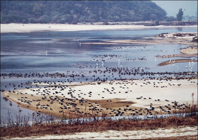 4대강사업 전의 철새도래지 해평습지의 평화로운 모습ⓒ 정수근