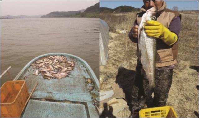 4대강사업 이후 낙동강 물고기들이 떼죽음 당했다 / 사진. 경남시민환경연구소 제공
