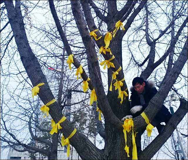 경북대학교 북문 앞 은행나무에 내걸린 노란 리본(2017.12.15) / 사진 제공. 졸업생 손종남씨