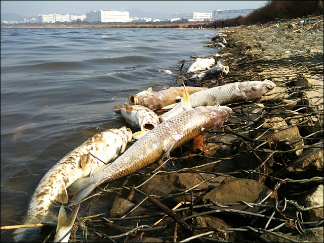 2012년 10월 말 4대강사업 보 담수 후 그 해 가을 낙동강에서 수 십만 마리 물고기가 폐사했다. 녹조에 이어 4대강사업의 심각한 부작용을 알리는 두 번째 신호탄이었다. 이후 매년 물고기 떼죽음이 발생했다. 낙동강에서 우리 고유종 물고기는 씨가 말랐다. ⓒ 대구환경연합 정수근