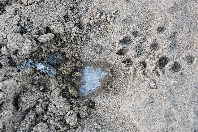 선명한 수달 발자국과 배설물. 모래톱 곳곳에 수달의 흔적이 나타났다. ⓒ 대구환경연합 정수근