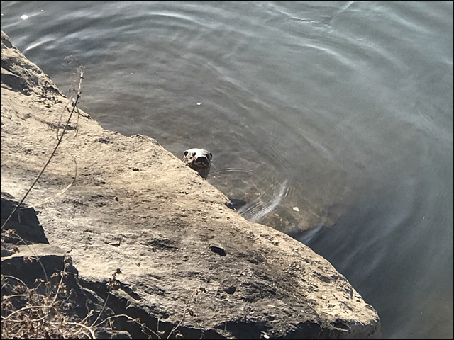 천연기념물 수달이 낙동강에 나타나 고개를 내밀더니 빤히 쳐다본다 ⓒ 대구환경연합 정수근