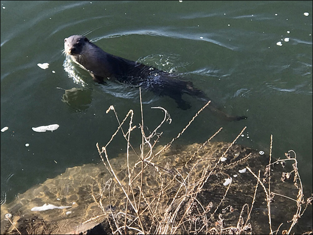천연기념물 수달이 낙동강에 나타났다. 몇번을 물 속에서 고개를 내밀고 기자를 빤히 살핀다. ⓒ 대구환경연합 정수근