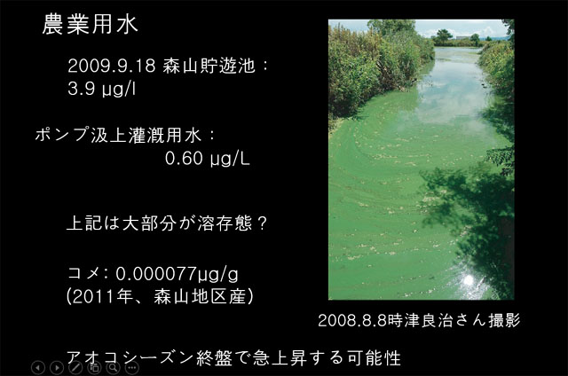 녹조로 오염된 일본 모리야마저수지의 물로 농사지은 벼에서 조류 독소가 검충됐다는 다카하시 도루 교수의 측정 자료 ⓒ 다카하시 도루