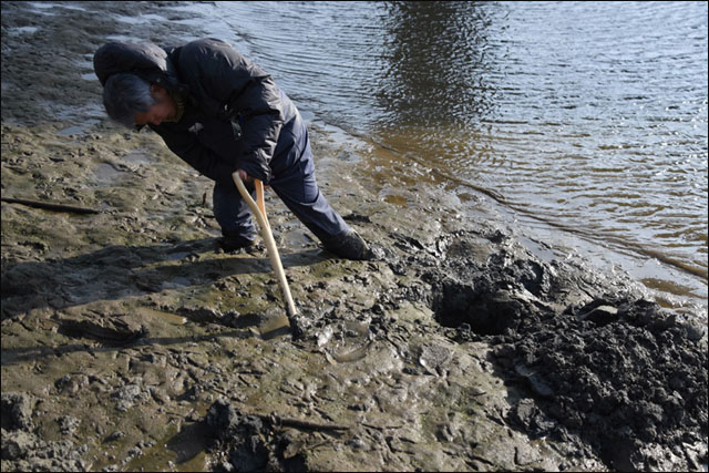 강물을 빼자 드러난 낙동강 강바닥이 완전히 썩은 펄로 뒤덮여 있다. 이런 강바닥에서는 4급수 지표종들인 실지렁아와 붉은깔따구 같은 생물체 이외에 생물이 살 수가 없다. ⓒ 대구환경운동연합 정수근