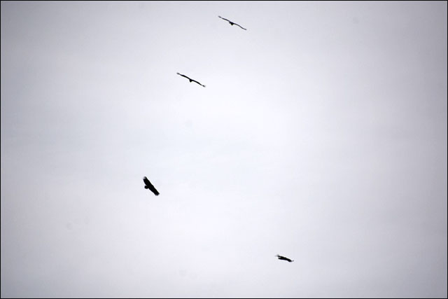 겨울 철새인 독수리가 낙동강 하늘 위를 선외하면서 비행하고 있다. ⓒ 정수근