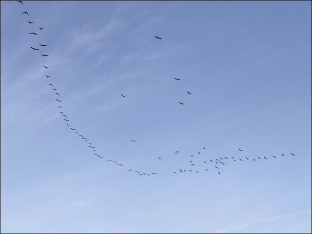 부활한 낙동강을 축하해주는 것인가? 겨울철새들이 하늘을 수놓고 있다.ⓒ 대구환경운동연합 정수근