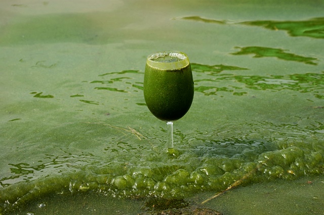 녹색강으로 변한 낙동강. 이를 상징적으로 보여주는 낙동강 녹조라떼. ⓒ 대구환경운동연합 정수근