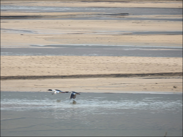 모래강 내성천을 찾은 비오리 한쌍이 수면 위를 날고 있다. 한 폭의 그름이다.(2014.4) ⓒ 대구환경운동연합 정수근