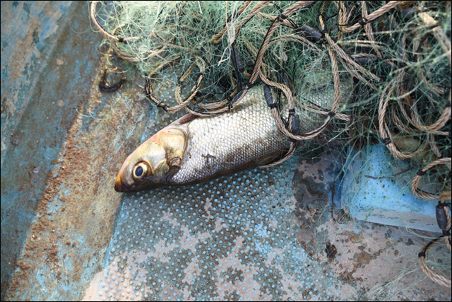 넉 장의 자망에 걸린 물고기는 강준치 두 마리가 전부. 이날 고령 어민 전상기 씨가 잡은 물고기의 전부다. ⓒ 대구환경운동연합 정수근