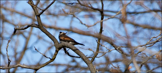 화원동산의 모감주나무에 앉아 쉬고 있는 개똥지빠귀의 모습. 화원동산과 그 인근에는 텃새와 철새를 비롯한 다양한 새들이 찾아온다. ⓒ 대구환경운동연합 정수근