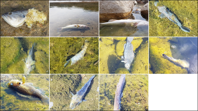 영풍석포제련소 40여 킬로미터 하류에 있는 청량산 부근 낙동강에서 만난 죽은 물고기들. ⓒ 이태규